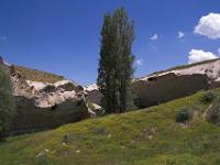 Pappeln in der einsamen Schlucht im Çat Tal